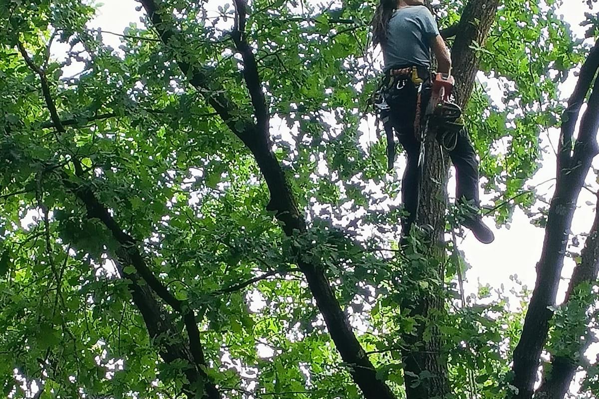 Oznam: Práce v Lesoparku Chrasť