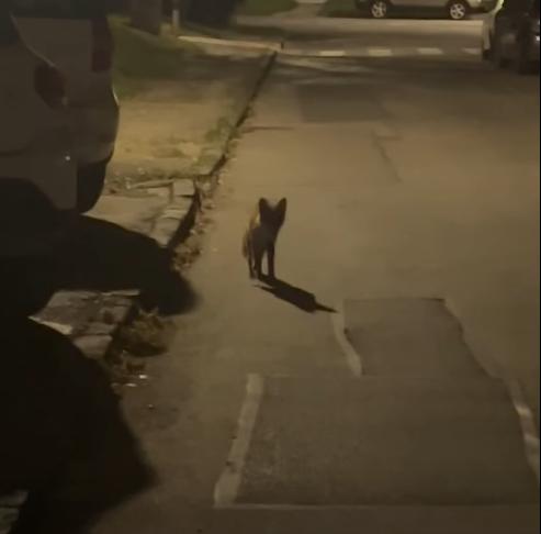 Líška na Vlčincoch